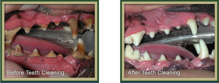 Dog's Teeth Before and After Cleaning