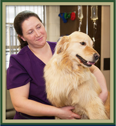 Wellness Care for Pets