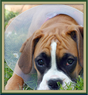 Post-Operative Pet Care