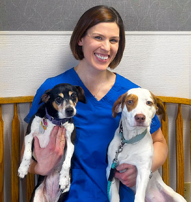 Everett Veterinarians