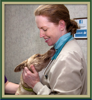 About our Everett Veterinary Center